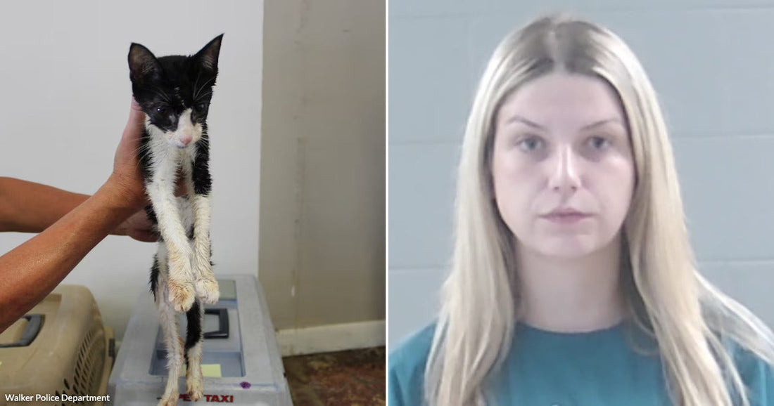 On the left, a wet black-and-white kitten is held up by a person indoors; on the right, a blonde woman faces forward against a gray background.