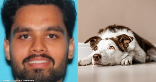 On the left, a young man with short dark hair smiles in a close-up portrait; on the right, a brown-and-white Border Collie lies on a light wooden floor.