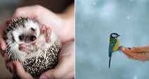 On the left, a small hedgehog curls in a person's cupped hands; on the right, a yellow-and-blue bird perches on an outstretched hand in falling snow.