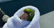 A small green parrot is wrapped snugly in a white fluffy towel, with only its head poking out in the sunlight.