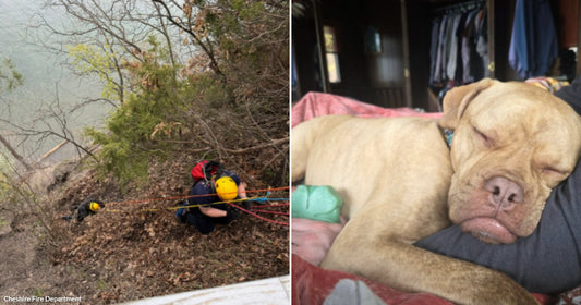 On the left, rescue workers in helmets rappel down a steep wooded cliff toward water; on the right, a large tan dog sleeps peacefully on a bed.