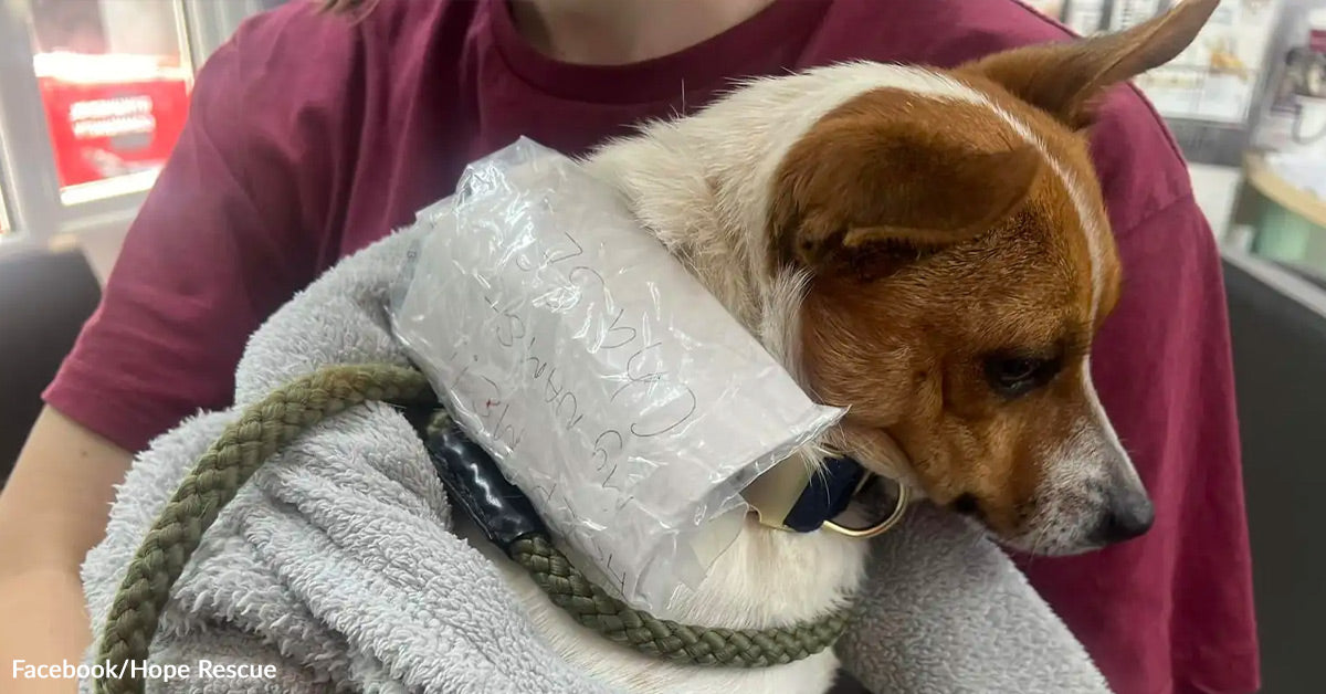 Cyclists Rescue Frightened Stray And Discover Heartbreaking Be aware On Its Collar Cyclists Rescue Frightened Stray And Discover Heartbreaking Be aware On Its Collar