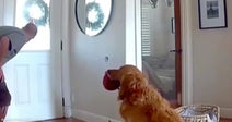 A golden retriever holds a red ball in its mouth while a man peers out the front door of a home.