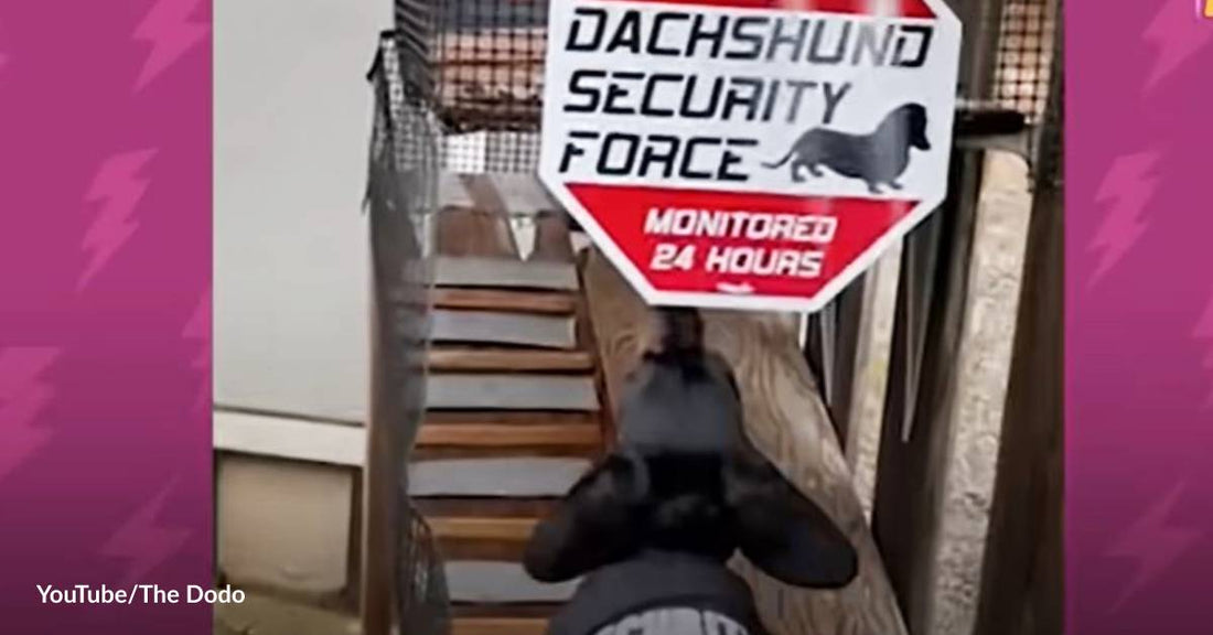 Dog's Dream Come True! His Fur Family Built Him a Ramp for Patrolling Their Home