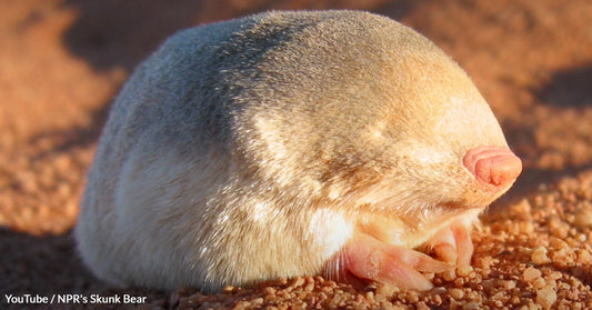 Elusive De Winton's Golden Mole Rediscovered in South Africa After 90 Years