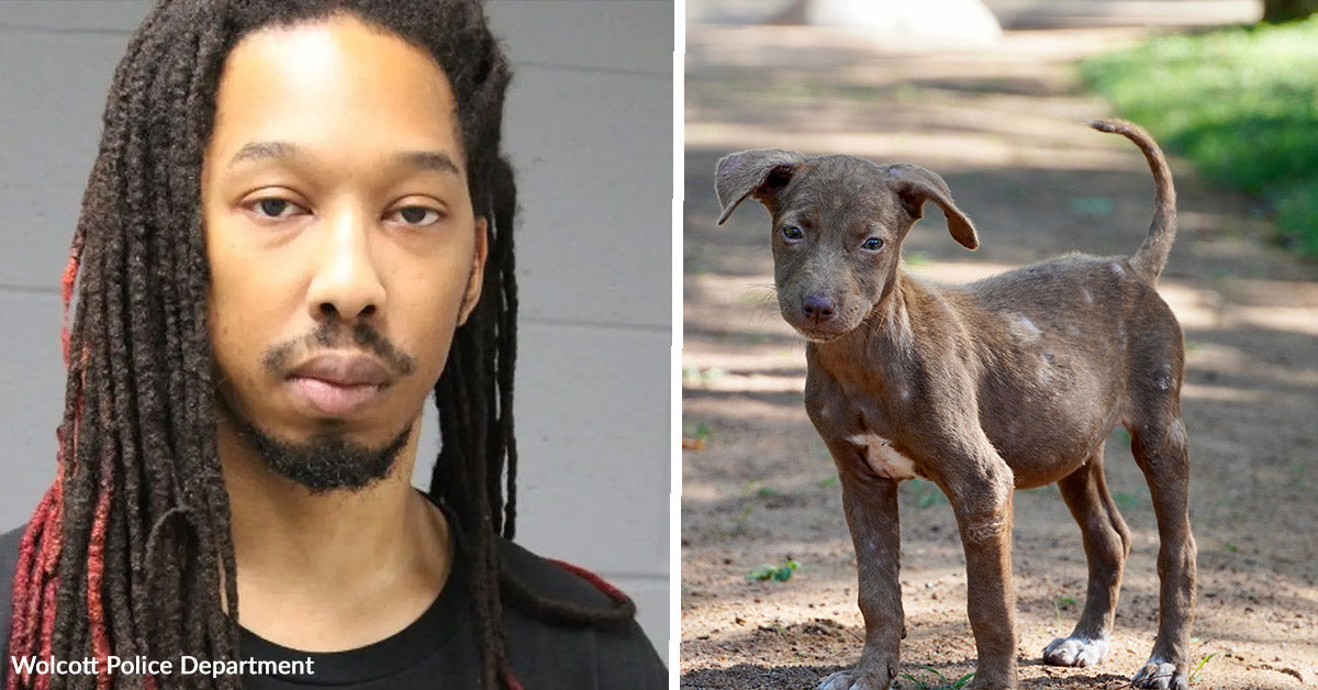 DNA Evidence Helps Crack Major Animal Cruelty Case | The Animal Rescue Site