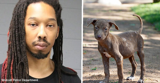 Split image showing a man’s mugshot on the left and a small brown puppy standing on a dirt path on the right.