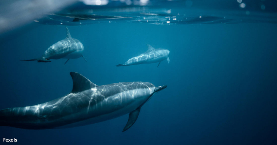 Mystery Surrounds 100 Dead Dolphins Washed Ashore in Russia's Black Sea