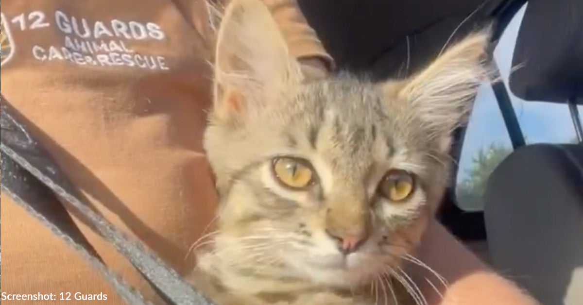 Mother of Soldier Killed in Battle Asks for His Cat Near Frontline and to Help Other Animals Along the Way