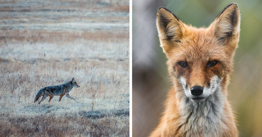 Split image showing a distant coyote walking through a dry field on the left and a close-up of a red fox’s face on the right.