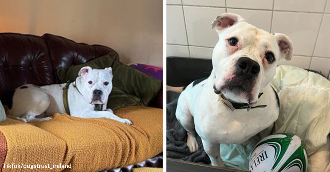 Left: White dog resting on a couch indoors; Right: Same dog alert and upright in a bed with a toy ball nearby.