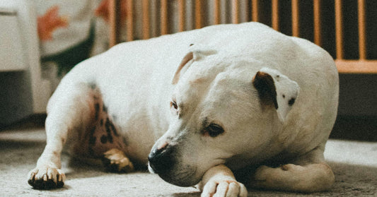 White dog with a black ear patch lies on a floor indoors, resting its head on its front paws and looking off to the side.