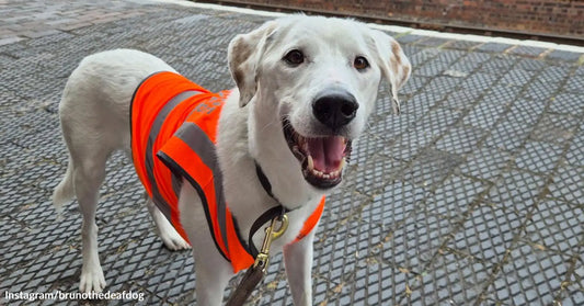 A white dog wearing a bright orange safety vest stands on a leash outdoors, mouth open and tail relaxed.
