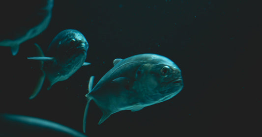 Humans Have Seen Less of Earth’s Ocean Than of the Moon