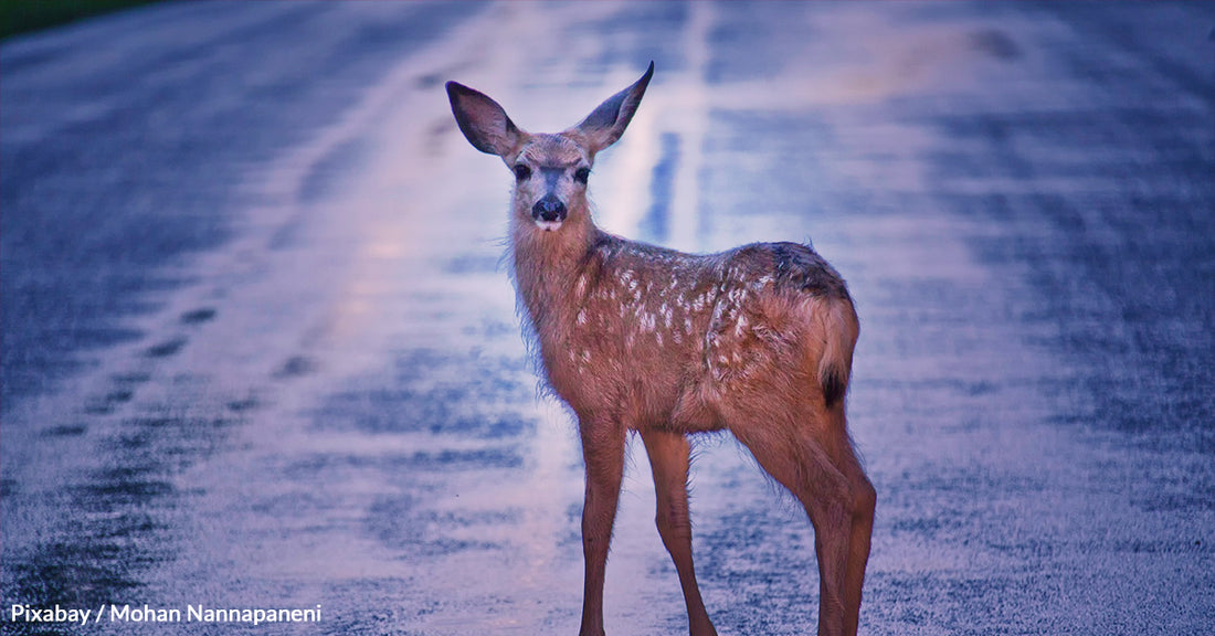 Anatomy Can Be Blamed For Millions Of Deer-Car Accidents In The United States