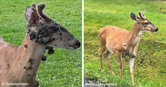 Side-by-side comparison image showing two different deer with growths on their bodies.