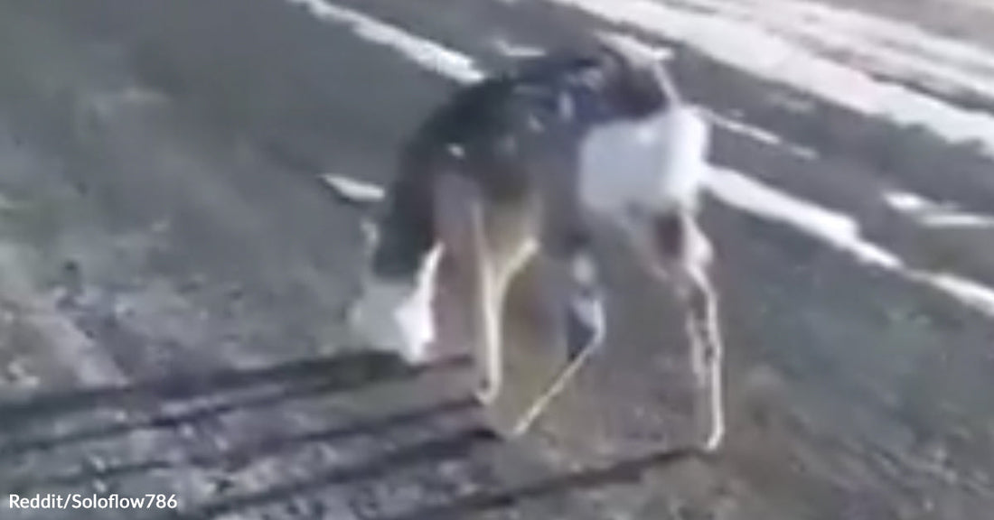 A deer stands on icy ground with chunks of ice stuck to its fur and face after being pulled from freezing water.