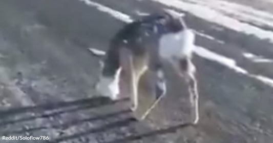 A deer stands on icy ground with chunks of ice stuck to its fur and face after being pulled from freezing water.