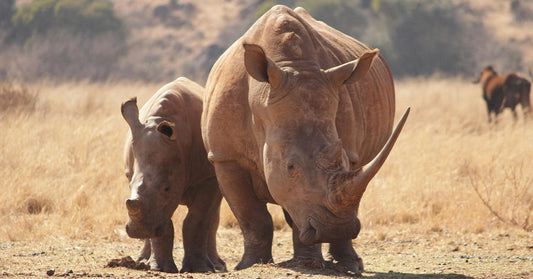 Conservation Teams Are Sawing Off Rhino Horns to Stop Brutal Killings And It's Working
