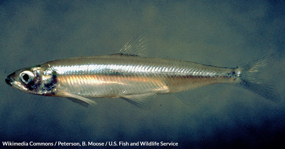 California's Water Wars Threaten Delta Smelt Survival