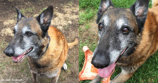 Pup with a Cleft Palate and Missing Toes Barely Notices His Differences