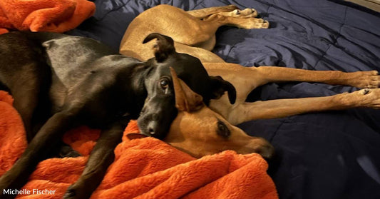 Littermates Separated as Puppies Both Adopted Into the Same Home, At Different Times