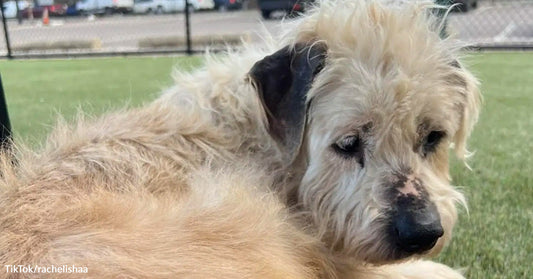 Shaggy tan shelter dog lying outdoors on the grass with a sad, tired expression.