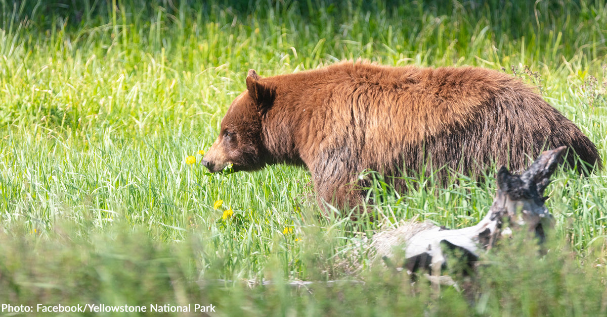 How you can Inform the Distinction Between Grizzly and Black Bears How you can Inform the Distinction Between Grizzly and Black Bears