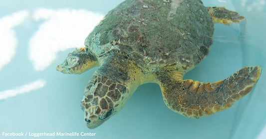 Dilly Dally the Amputee Sea Turtle Defies Odds and Swims Back to the Wild
