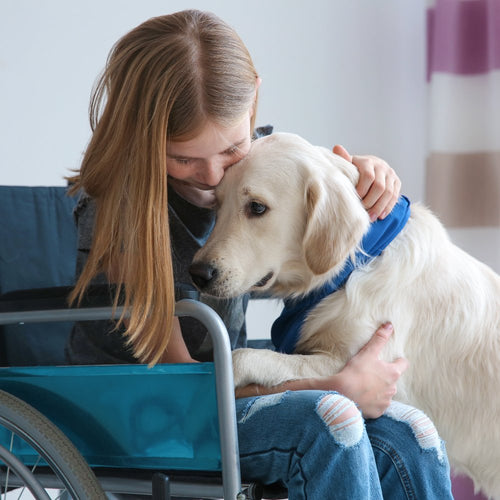 A young woman in a wheelchair tenderly embraces a cream-colored Labrador Retriever wearing a blue collar inside a softly lit room.