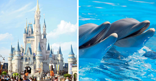 Disney Relocates EPCOT’s Dolphins and Manatee for the Animals' Welfare