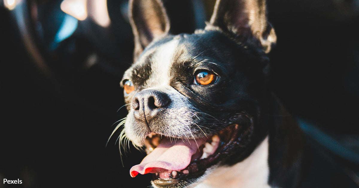 Four Puppies in Peril Left in Sweltering Car at Disney Springs While O ...