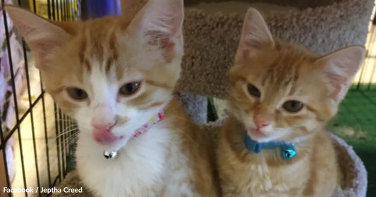 Two orange tabby kittens looking curiously at the camera. One wears a blue collar.