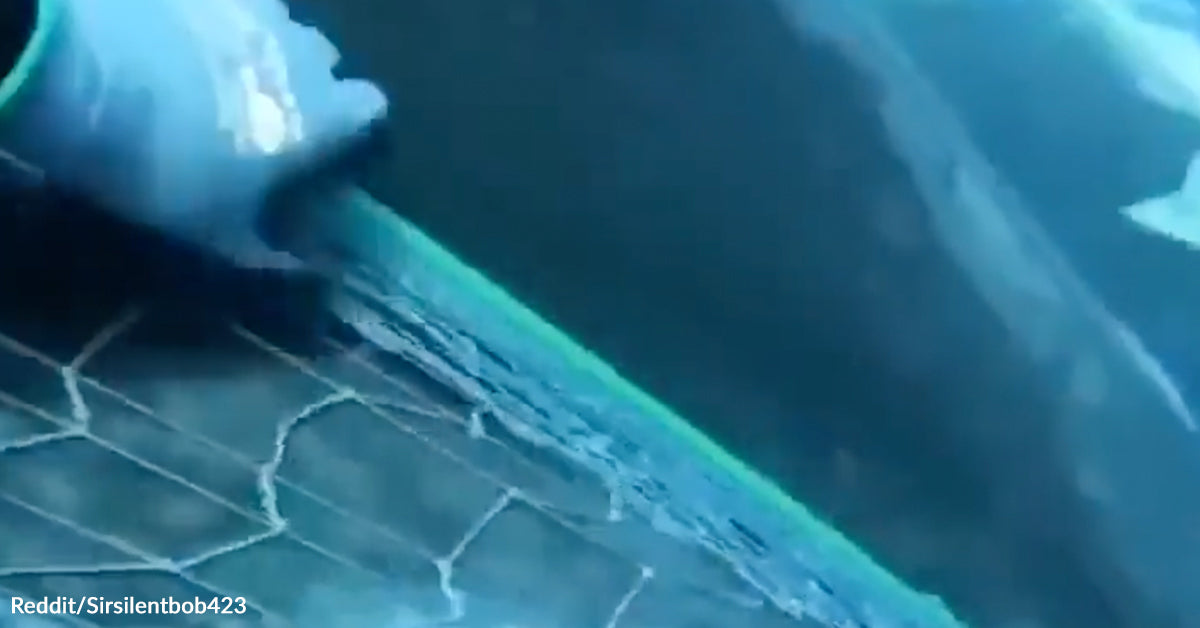 Divers Free Whale Caught In Fishing Gear Throughout Open-Water Rescue Divers Free Whale Caught In Fishing Gear Throughout Open-Water Rescue