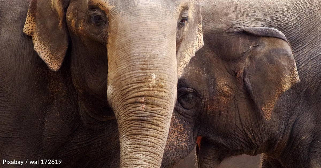 Do Elephants Really Never Forget?