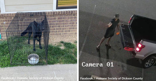 Man Caught Abandoning Dog in Crate Then Flipping Her Off