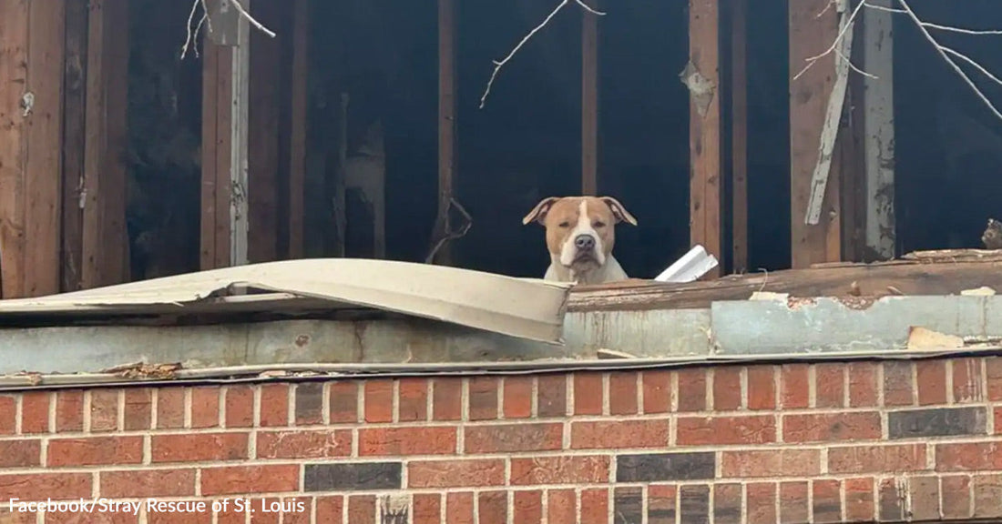 A dog peers out from behind a partially collapsed wall of a brick building with exposed interior beams.