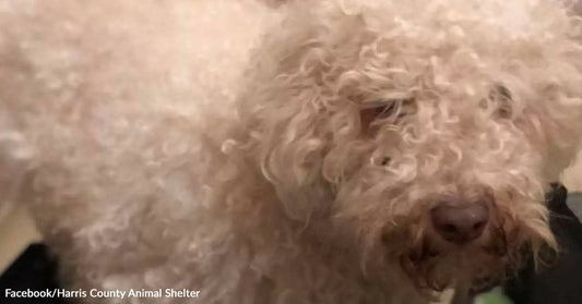 Fluffy, light-colored dog with curly fur looking curiously at the camera.