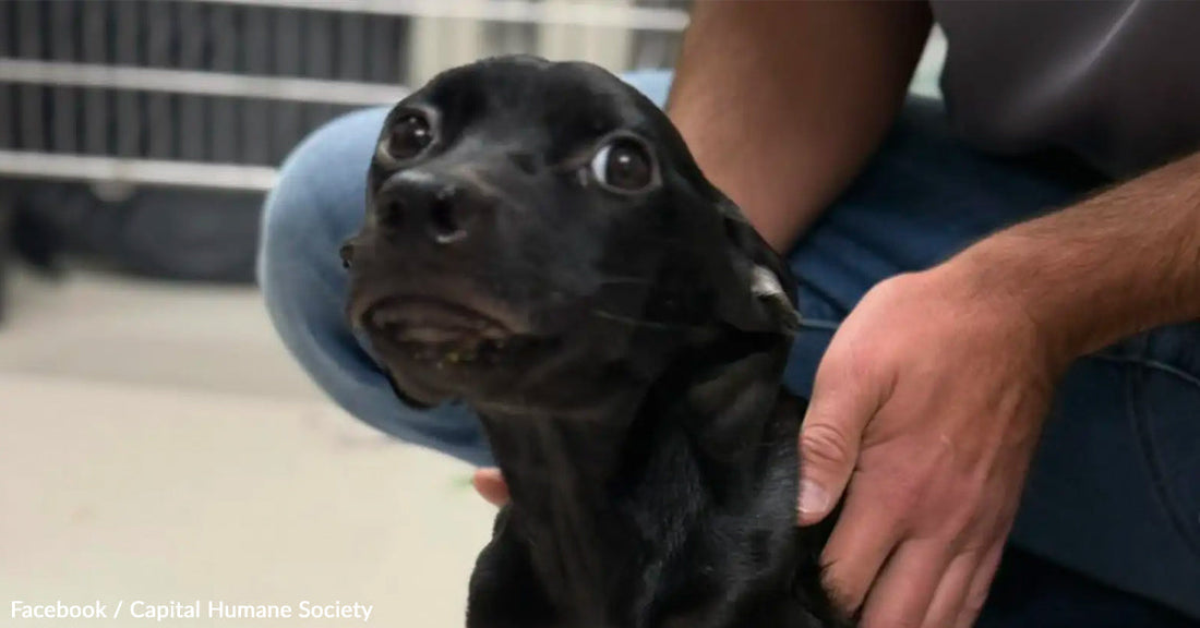 A close-up of a black dog being gently petted by a person.