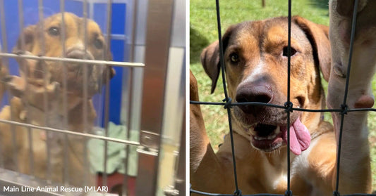 Sad brown dog standing behind metal kennel bars in an animal shelter, looking out with pleading eyes. Brown dog behind a wire fence with tongue out and one eye partly closed, outdoors in a grassy area.