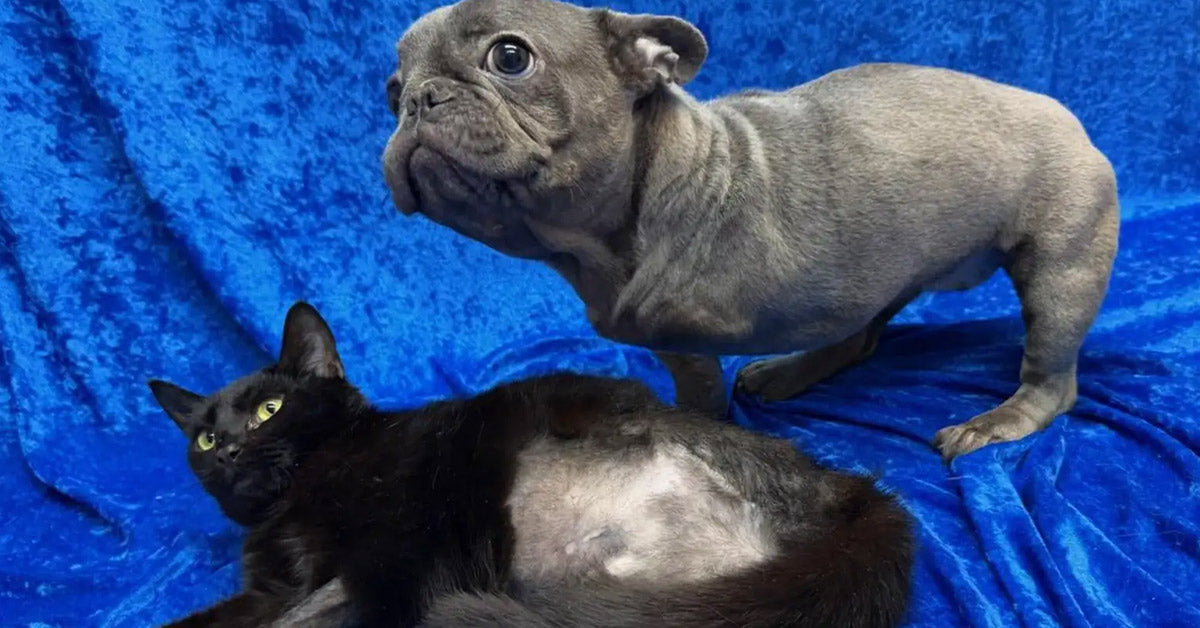 Three-Legged Pet Finds Consolation In Kitten Who Shares Her Battle Three-Legged Pet Finds Consolation In Kitten Who Shares Her Battle