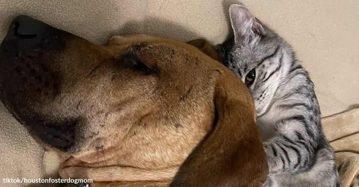 Rescue Canine Finds Braveness Because of Playful Foster Kitten Rescue Canine Finds Braveness Because of Playful Foster Kitten
