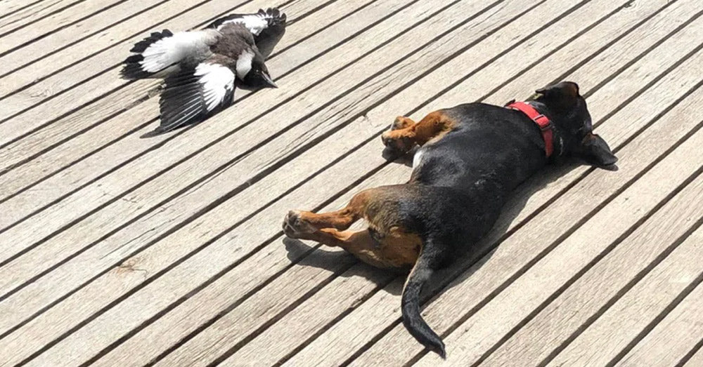 This Magpie And Dog Do Everything Together, Even Sunbathe!