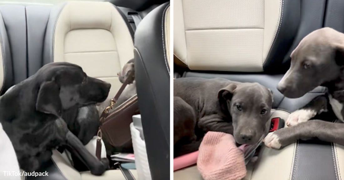 Black mother dog sitting in the back seat of a car beside a purse; paired with two gray-and-white puppies resting together on a car seat with a pink cloth.