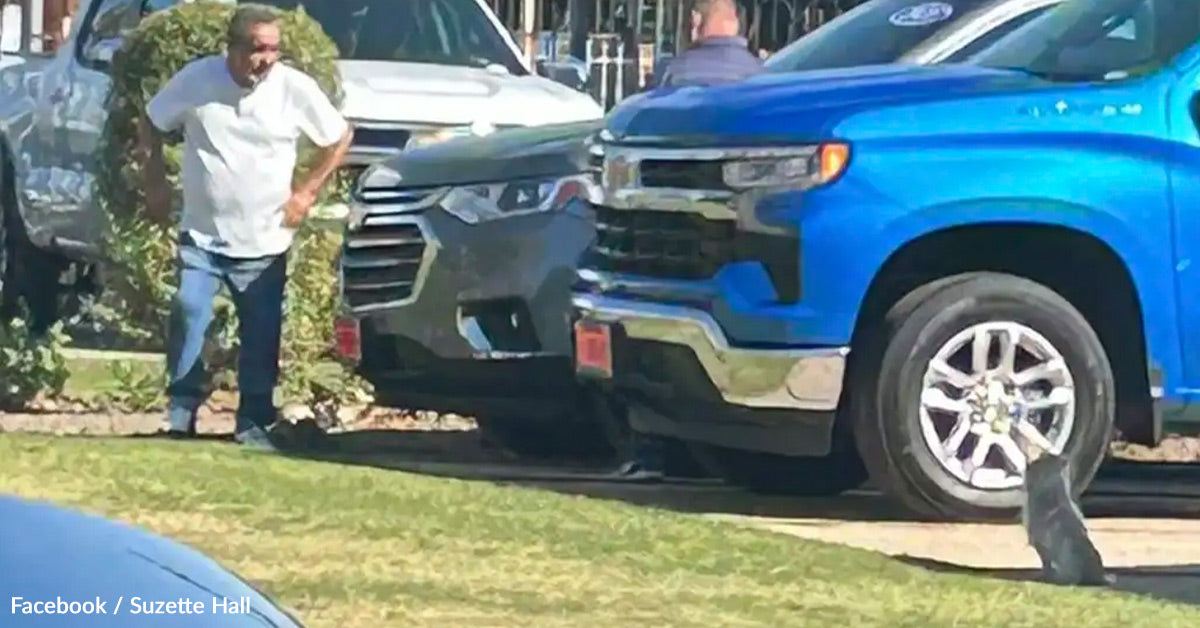 Determined Canine Trails Automobile Consumers Praying One Of Them Got here For Him