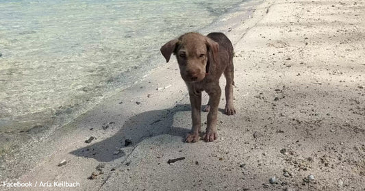 Brown puppy standing on a sandy beach near clear water.
