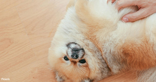 The Heartwarming Truth Behind Your Dog’s Belly Rub Obsession