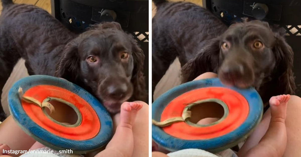 Boykin Spaniel Turns One Frisbee Into A Heart Melting Invitation | The ...
