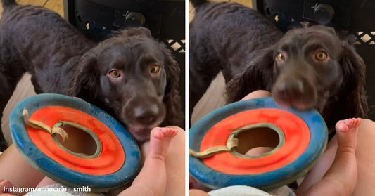 Split image of a black spaniel-like dog holding a blue-and-orange ring toy beside a baby’s feet, then looking up while presenting the toy near the baby again.