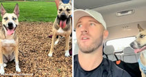 Two dogs standing on wood chips in a park, tongues out, next to a man sitting in a car with a dog in the back seat.
